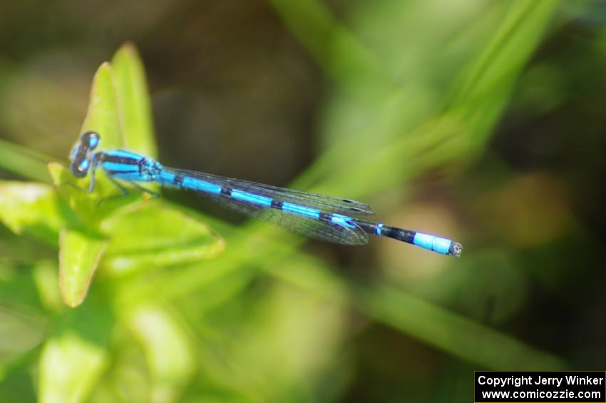 Familiar Bluet Damselfly