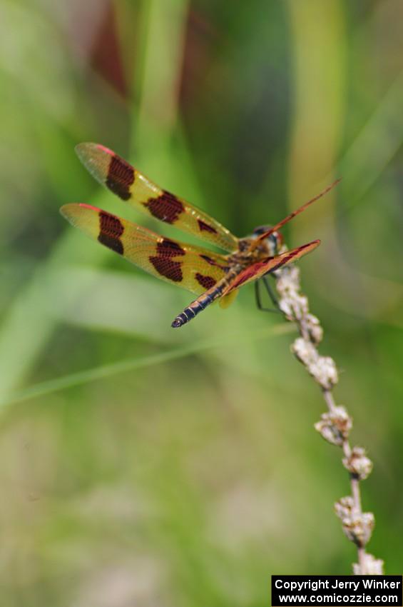 Halloween Pennant Dragonfly