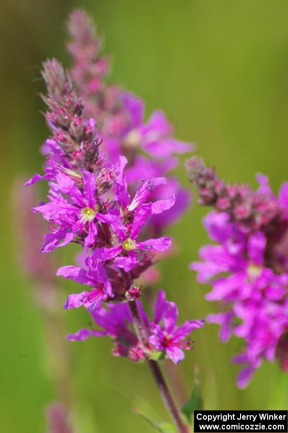 Purple Loosestrife