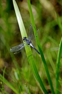 Belted Whiteface Dragonfly