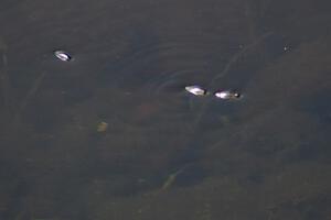 Whiligig Beetles stride across the top of the infield lake