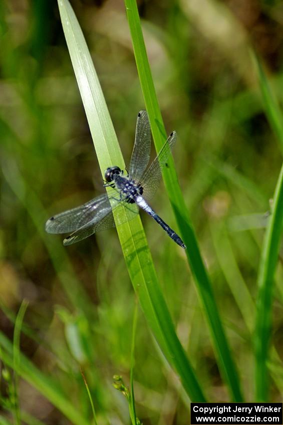 Belted Whiteface Dragonfly