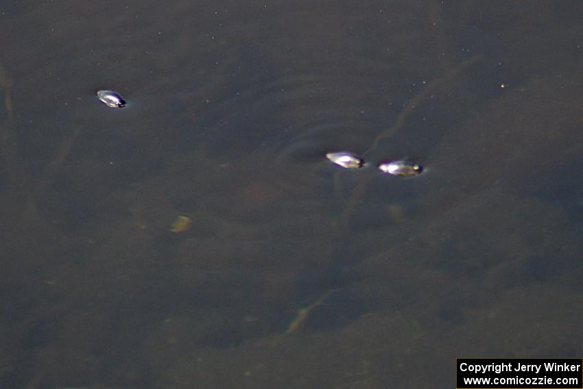 Whiligig Beetles stride across the top of the infield lake