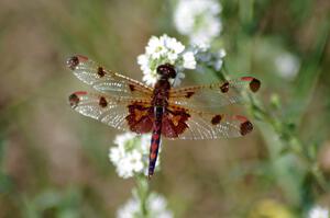 Calico Pennant Dragonfly