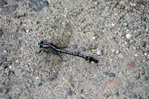 Elusive Clubtail Dragonfly