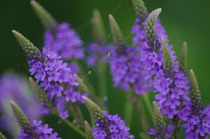 Pickerelweed blossoms