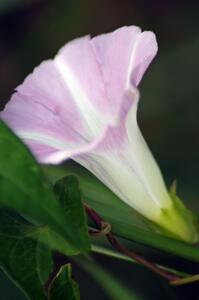 Wild Morning Glory