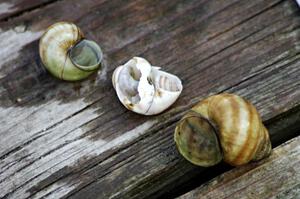 Snail shells found in North Long Lake just to the north of the track
