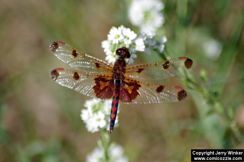 Calico Pennant Dragonfly