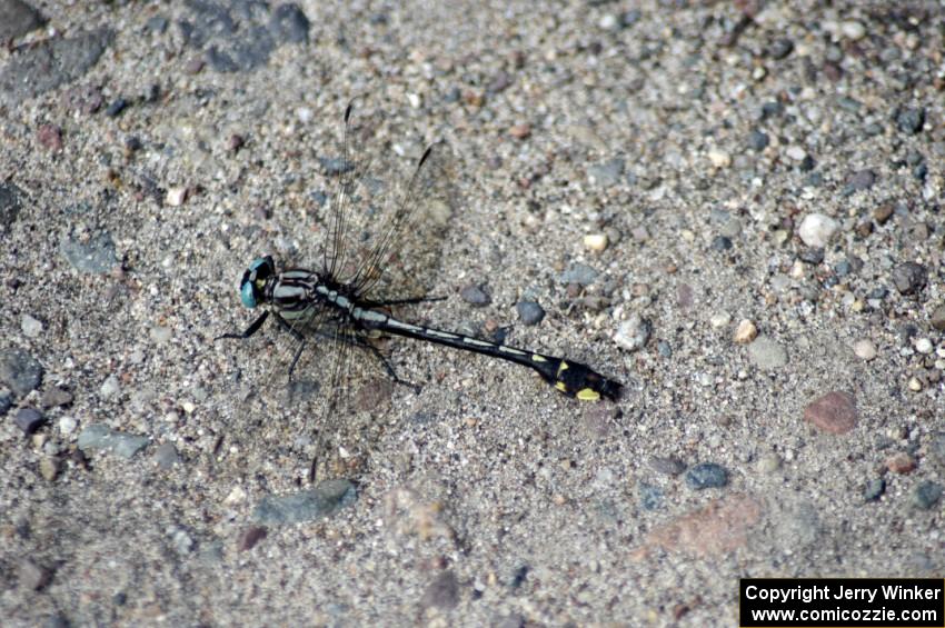 Elusive Clubtail Dragonfly