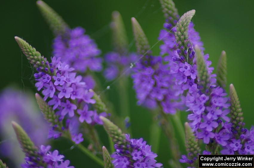 Pickerelweed blossoms