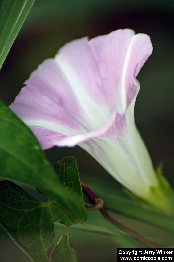 Wild Morning Glory