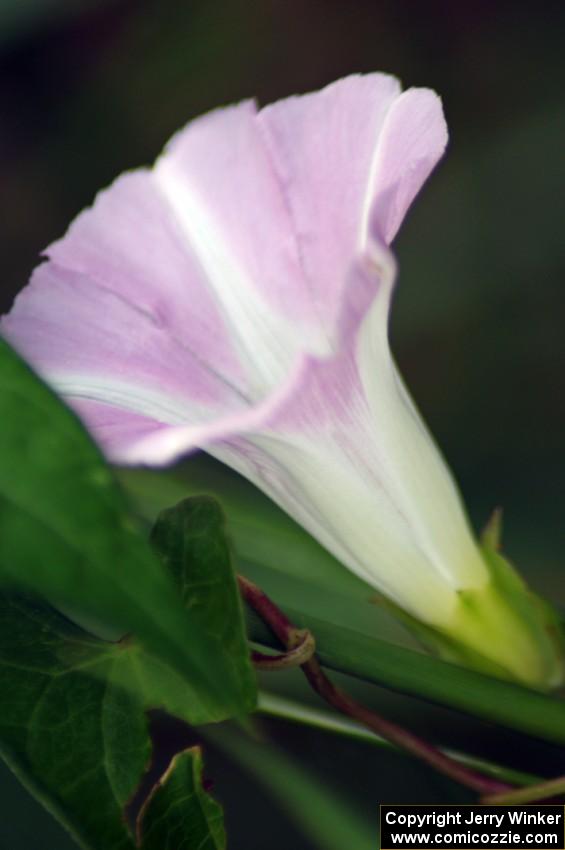 Wild Morning Glory