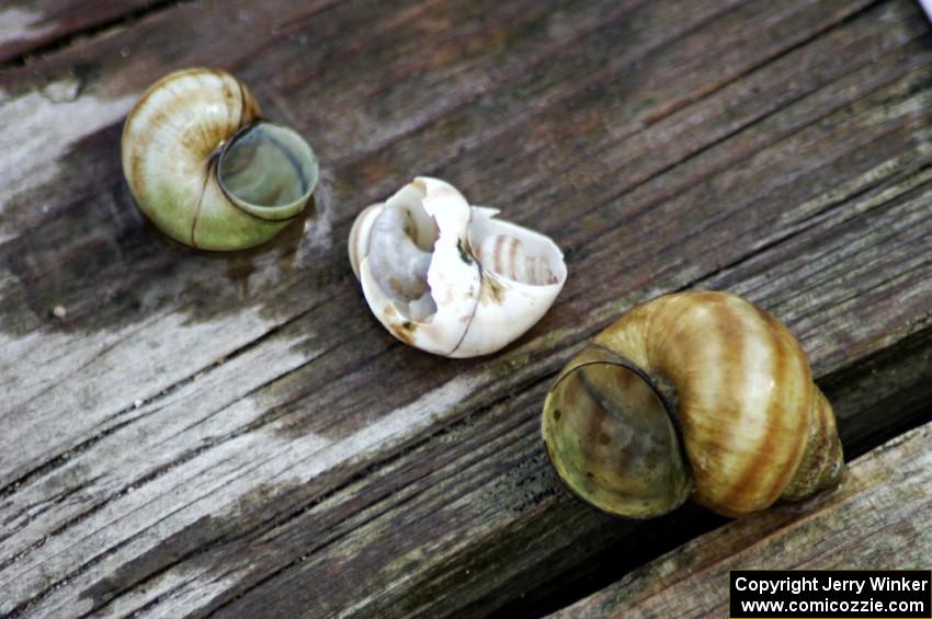 Snail shells found in North Long Lake just to the north of the track