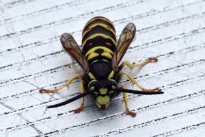 A hornet resting on the turn 3 bench in the cold, early morning.