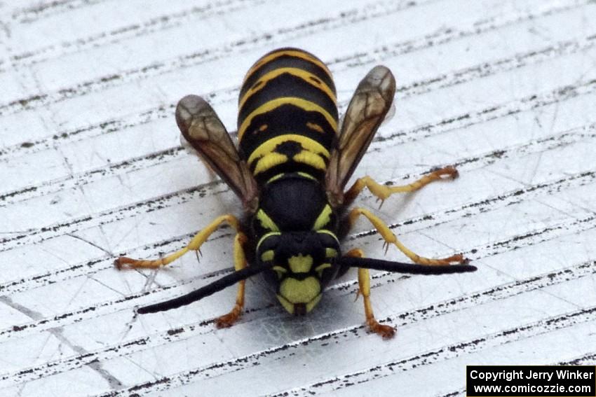 A hornet resting on the turn 3 bench in the cold, early morning.