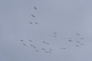 Pelicans headed south