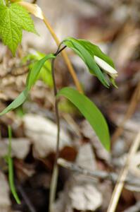 Spring wildflowers were abundant on the forest floor.