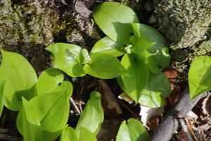 Lilys of the Valley poking through the forest floor.