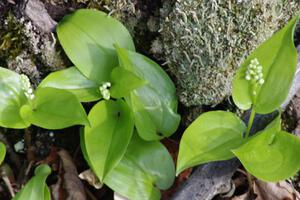 Lilys of the Valley poking through the forest floor.