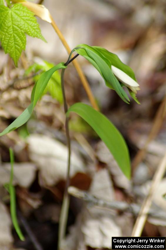 Spring wildflowers were abundant on the forest floor.