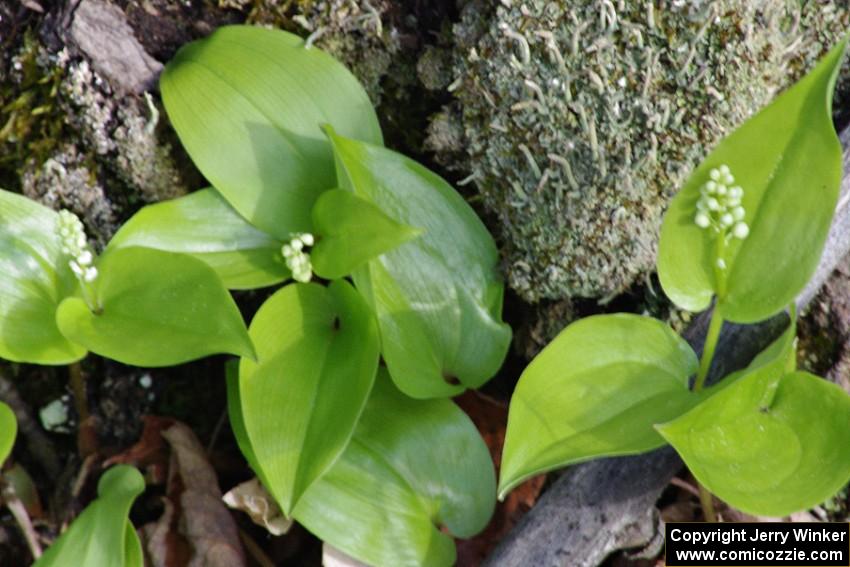 Lilys of the Valley poking through the forest floor.