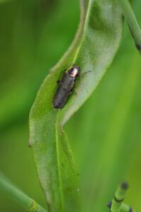 Lightning Beetle resting during the day (1)