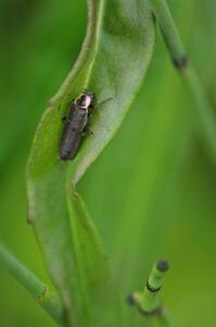 Lightning Beetle resting during the day (2)