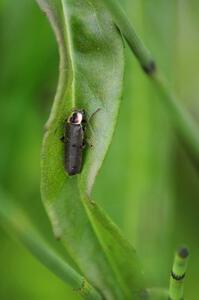 Lightning Beetle resting during the day (3)