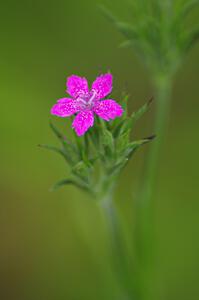 Deptford Pink (Dianthus armeria)