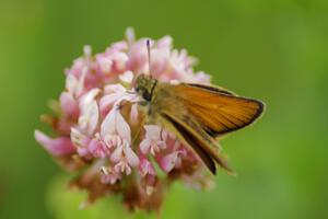 Least Skipper Butterfly