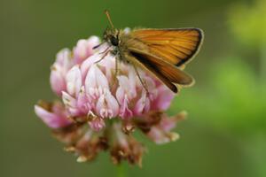 Least Skipper Butterfly