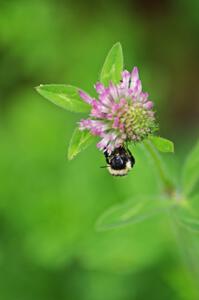 Bumblebee on clover