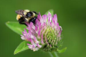 Bumblebee on clover