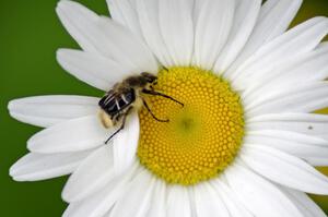 A small chafer beetle trying to tear off a daisy petal.(1)