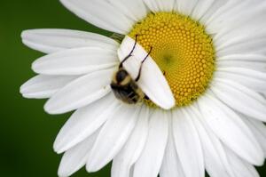 A small chafer beetle trying to tear off a daisy petal.(2)