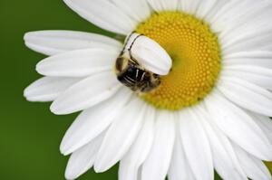 A small chafer beetle trying to tear off a daisy petal.(3)