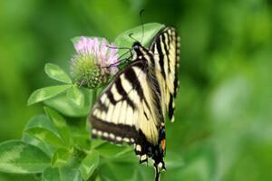 Tiger Swallowtail on clover