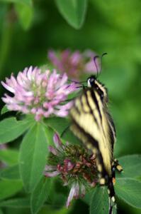 Tiger Swallowtail on clover