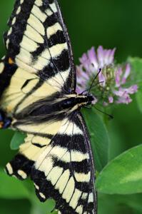 Tiger Swallowtail on clover