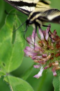 Tiger Swallowtail on clover