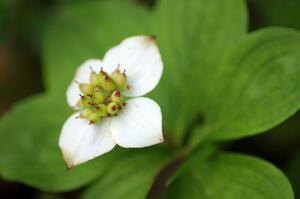 Bunchberry in blossom