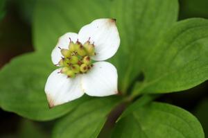 Bunchberry in blossom