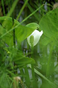 Wild Calla Lily bloom