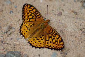 Great-Spangled Fritillary Butterfly