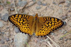 Great-Spangled Fritillary Butterfly