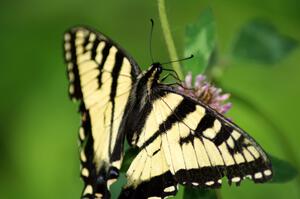 Tiger Swallowtail on clover