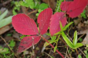 Wild Strawberry leaves turning color