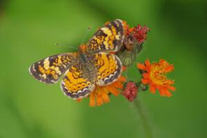 Crescent Butterfly