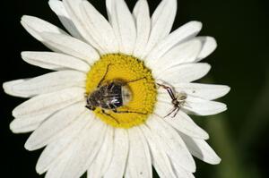 Chafer Beetle and spider on daisy.
